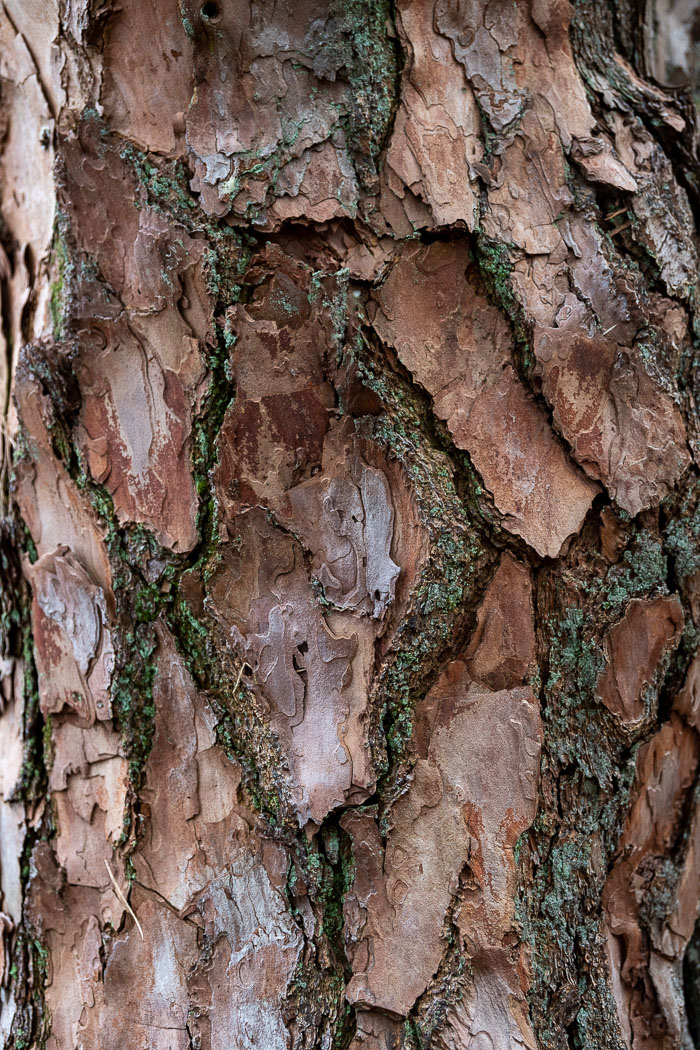 Veluwe