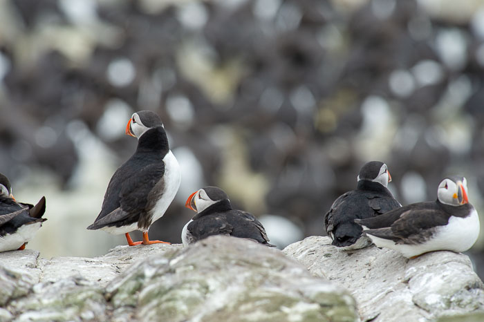Farne Eilanden Farne Eilanden