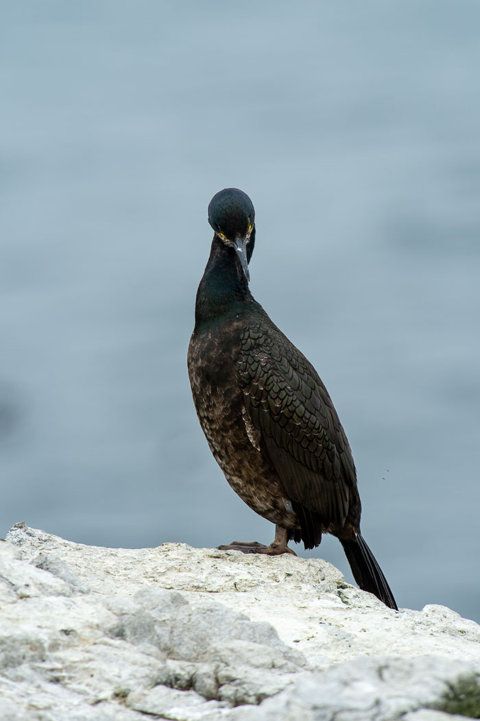 Farne Eilanden