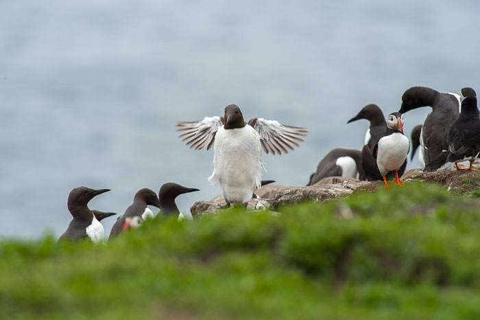 Farne Eilanden