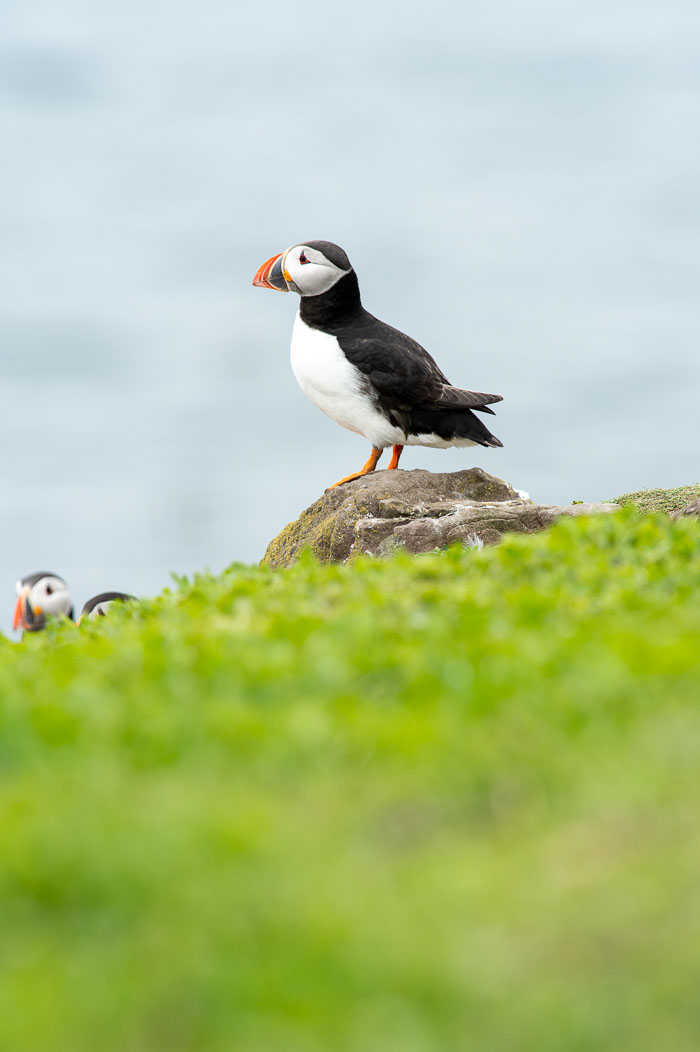 Farne Eilanden Farne Eilanden