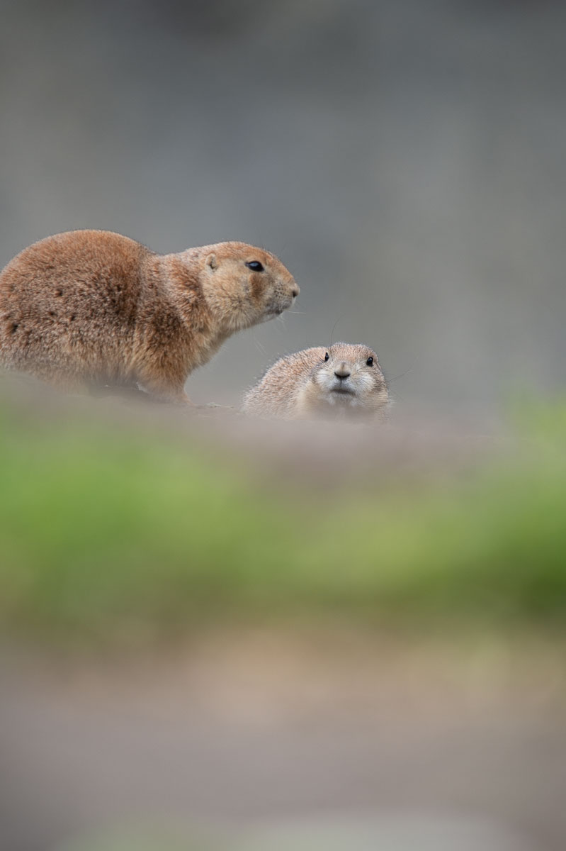 Blijdorp_2019-181_v1.jpg