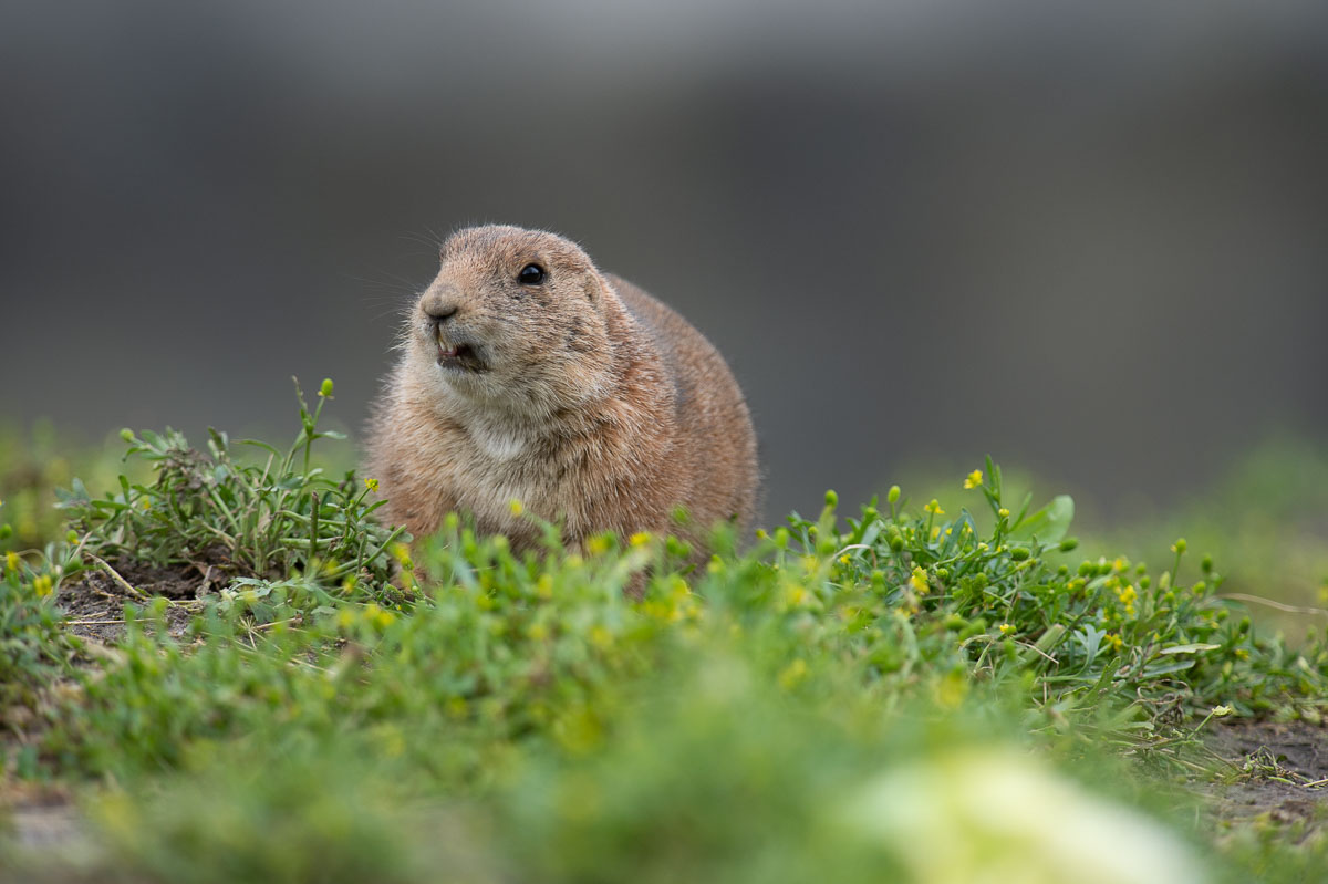 Blijdorp_2019-183_v1.jpg