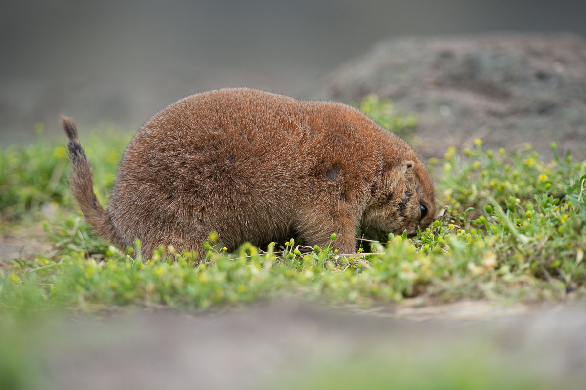 Blijdorp_2019-189_v1.jpg