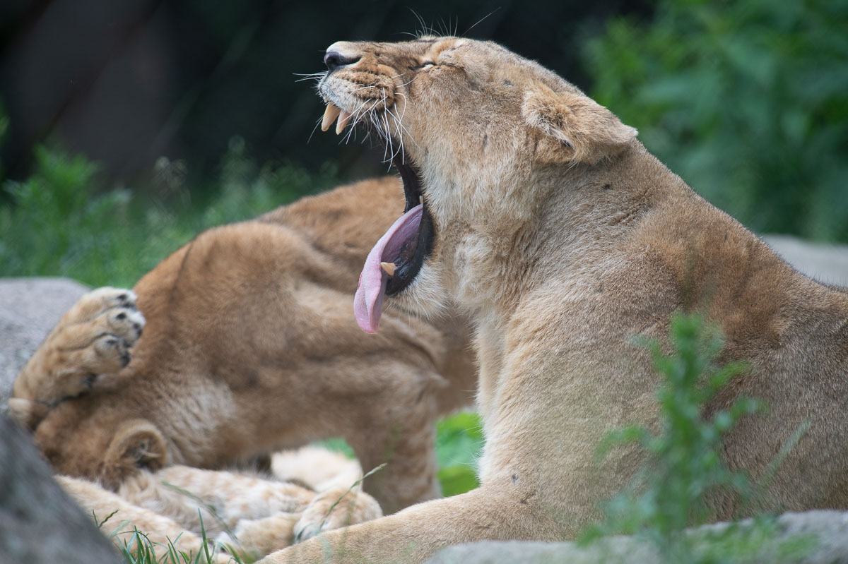 Blijdorp_2019-227_v1.jpg