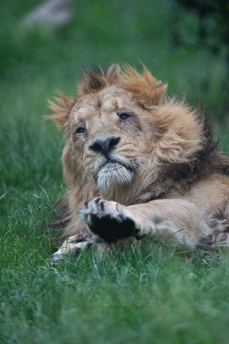 Blijdorp_2019-267_v1.jpg