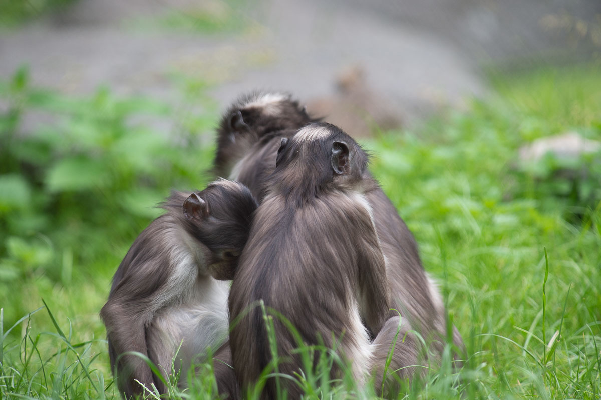 Blijdorp_2019-377_v1.jpg