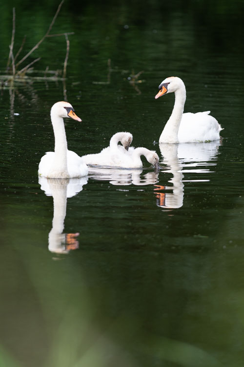 Nationaal park De Biesbos