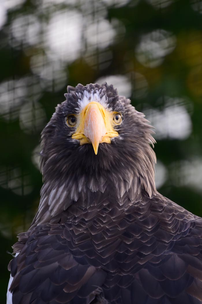 Avifauna Avifauna