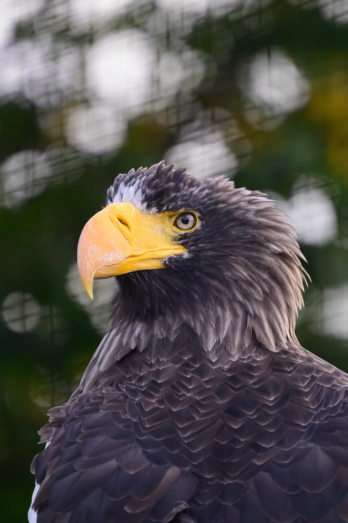 Avifauna Avifauna