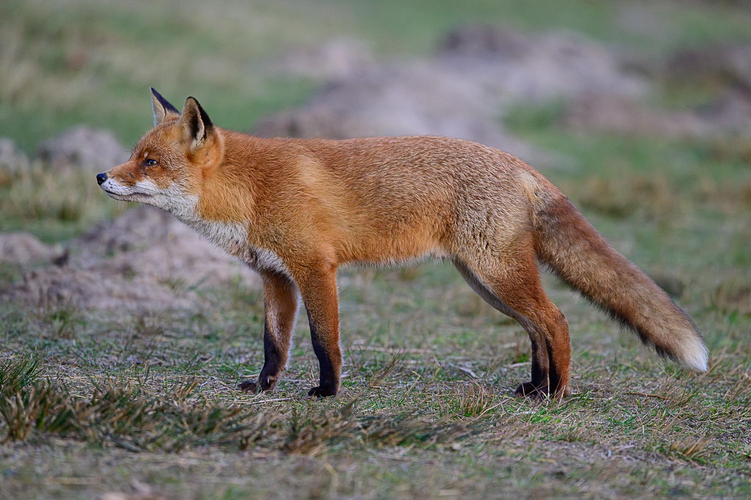 AWD-26.jpg