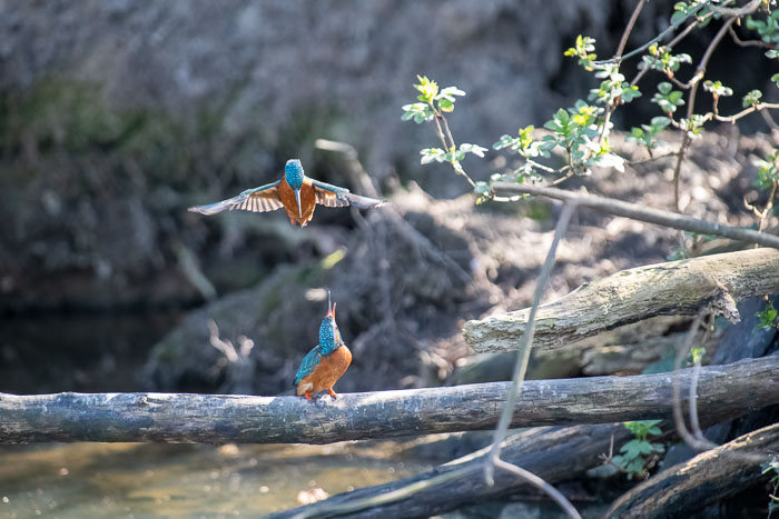 IJsvogel 2