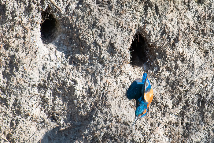 IJsvogel 2 IJsvogel 2