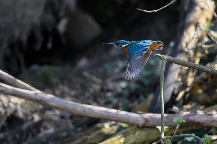 IJSvogel 3 IJSvogel 3
