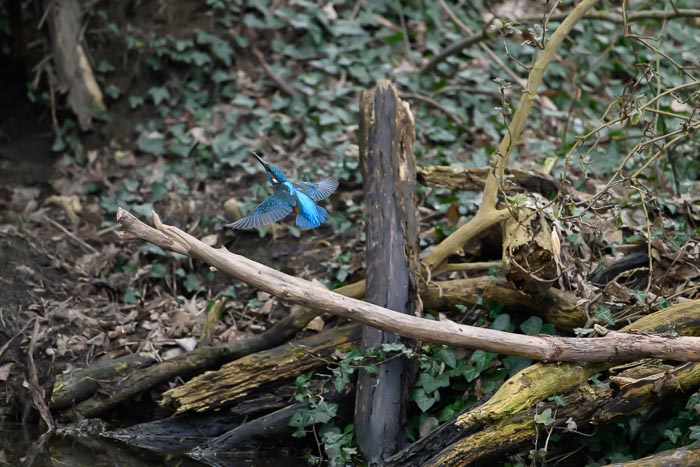 IJSvogel 3 IJSvogel 3