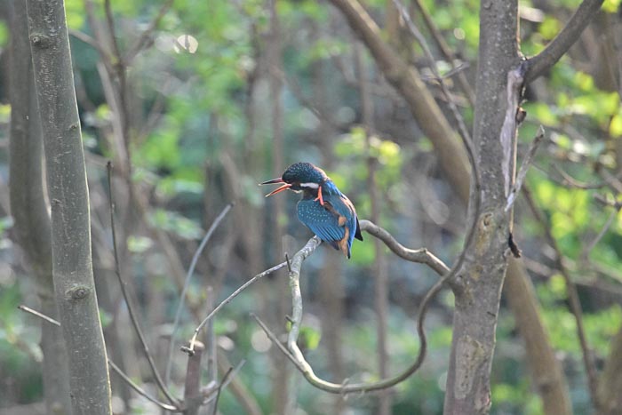 IJsvogel 4 IJsvogel 4