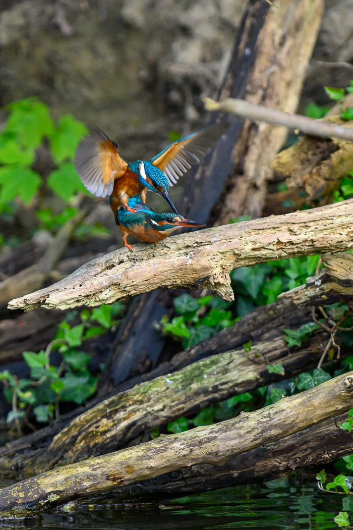 IJsvogel 5 IJsvogel 5