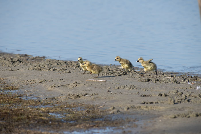 Natuur - Goeree-Overflakkee