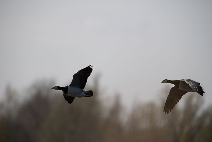 Natuur - Goeree-Overflakkee Natuur - Goeree-Overflakkee