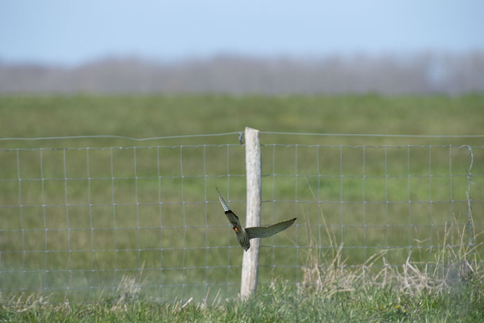 Natuur - Goeree-Overflakkee