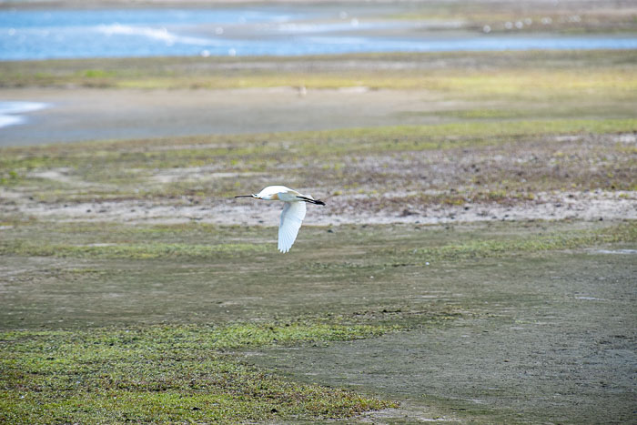 Natuur - Goeree-Overflakkee Natuur - Goeree-Overflakkee