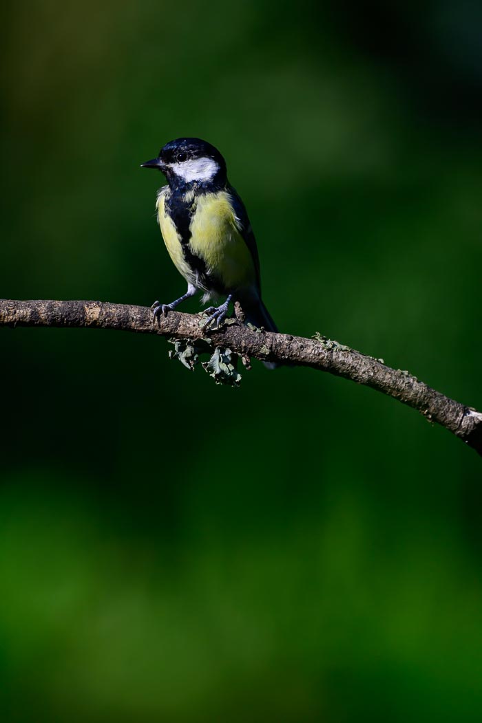 Vogelhut Harmelen