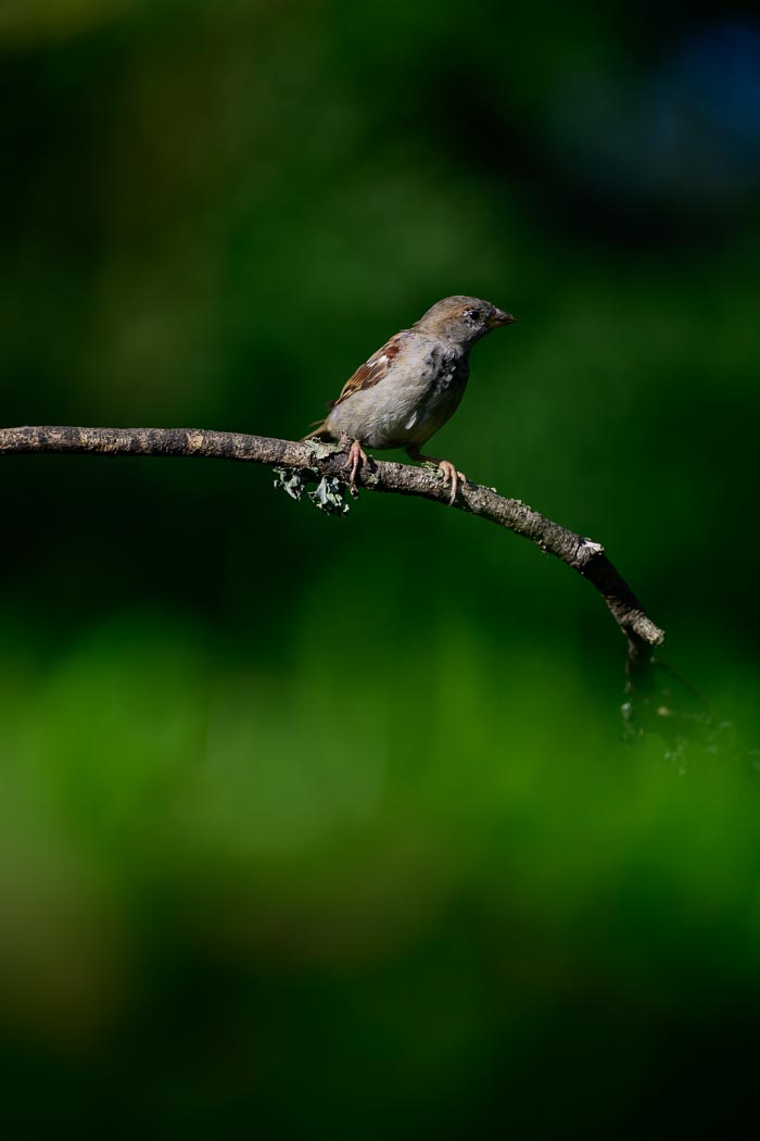 Vogelhut Harmelen Vogelhut Harmelen