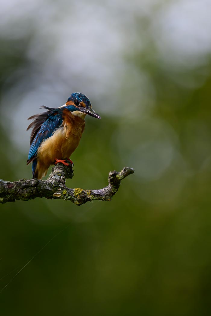 Vogelhut Harmelen Vogelhut Harmelen