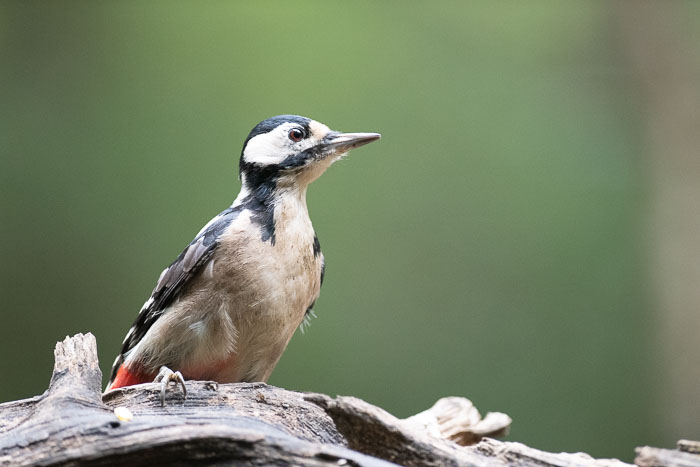 Vogelhut Bussum Vogelhut Bussum