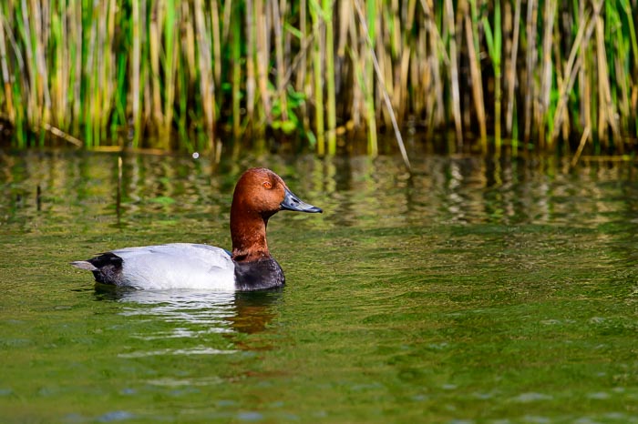 Zeverhuizerplas Zeverhuizerplas